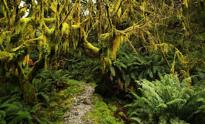 Het schuim beslaat het minst vierkante centimeter van het Fiordland.