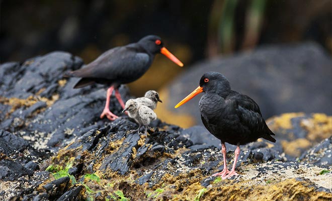 De immensiteit van het fjord lijkt verlaten, maar het is niet. Veel soorten bewonen in de kust en het bos. Dit is het geval, bijvoorbeeld van deze oestersvogels.