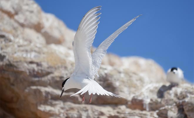 Avrete spesso l'opportunità di osservare le terns che popolano le scogliere e occupano la spiaggia durante il giorno.