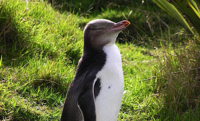 Il pinguino è un animale terribile che deve essere osservato a distanza. Sono stati installati punti di osservazione discreti per consentirti di guardare i pinguini quando vanno in spiaggia.