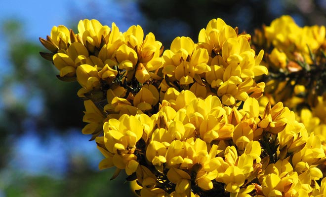 Il giardino botanico ha quasi 300 varietà di rododendri.