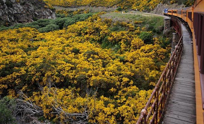 Spesso lasciamo Dunedin con rammarico, ma l'escursione alla Taieri Gorge Railway è un rimedio eccellente per la depressione.