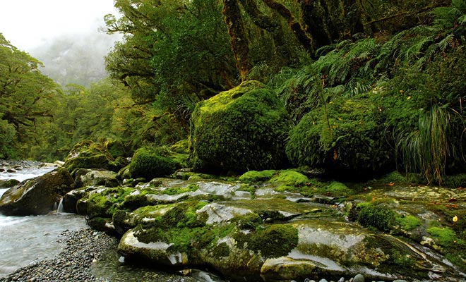 Molte aree di Fiordland sono così difficili da raggiungere che nessuno ha mai messo piede lì.