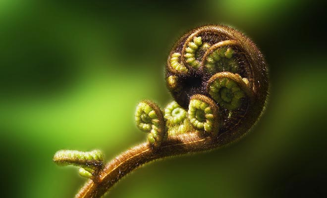 De koru waaruit een varen binnenkort komt, is een symbool van vrede in de Maori-traditie. Het is niet toevallig dat de meeste souvenirs die in het land verkocht worden een koru vertegenwoordigen.