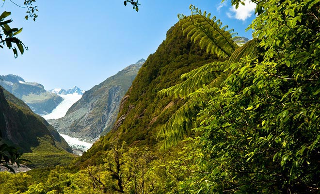 Gletsjers die naar zee verschijnen zijn zeldzaam en de Fox Glacier kruist zelfs een subtropisch bos!