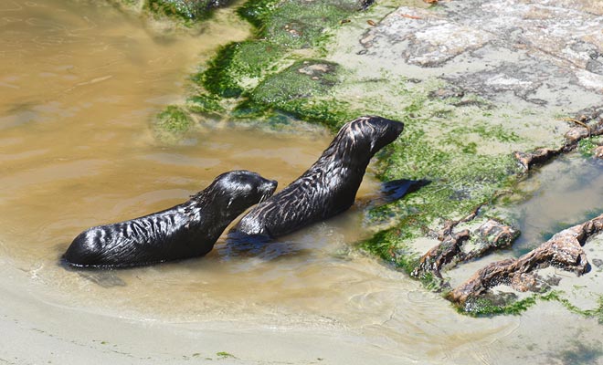 De waterval dient als een speeltuin voor zeeleeuwse baby's. Daarom wordt het beschouwd als een kwekerij waar ze kunnen trainen om veilig te zwemmen.