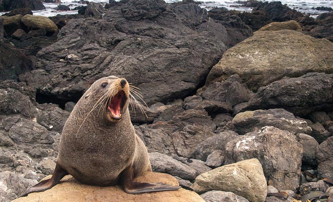 L'escursione a Shag Point consente di osservare le guarnizioni di pelliccia.