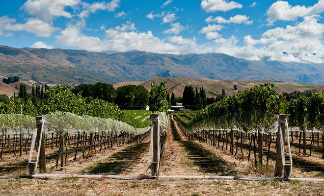 Otago en Marlborough zijn wijnstreken. In de herfstmaanden worden de wijnstokken spectaculair oranje gekleurd.