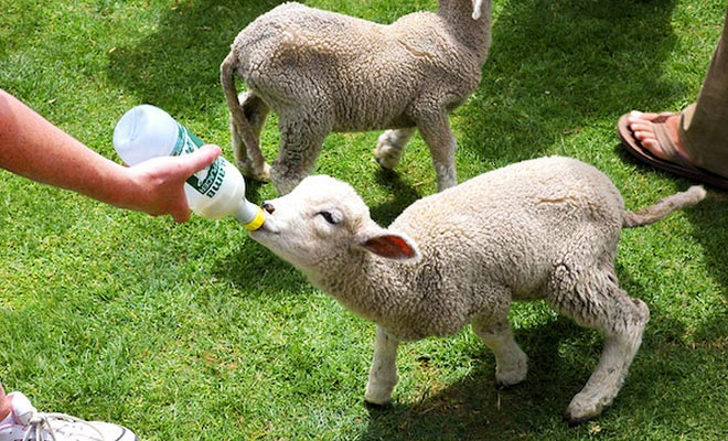 Het bezoek van Alexander Farm kan het bezoek afronden. U kunt geven om de fles naar lammeren te geven.