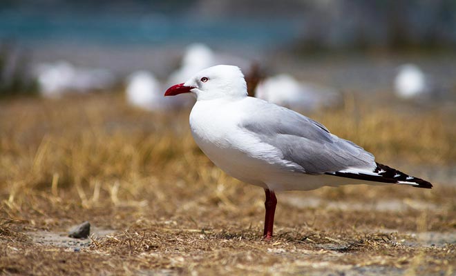 U vindt de kolonie van meeuwen niet ver van het strand van de