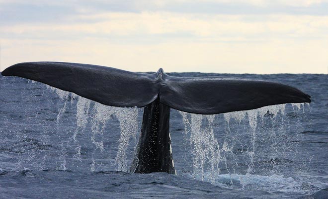 Walvissen zijn het hele jaar door aanwezig en 99% van de excursies laten ze bewonderen. Bereid je voor om de reusachtige staart te fotograferen wanneer de walvis duikt!