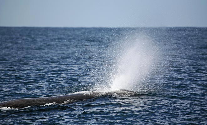 Zelfs als een walvis een zoogdier is die langer dan twee uur onder water kan blijven, moet het naar het oppervlak gaan om zijn longen te laten legen.