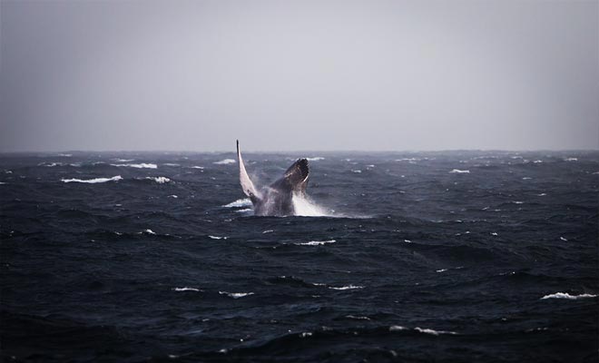 De kans om minstens één walvis te observeren is 99%! In tegendeel worden de reizigers vergoed door de organisator.