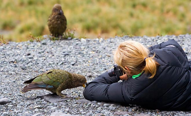 Nieuw-Zeeland heeft de meest intelligente vogel ter wereld: de kea.