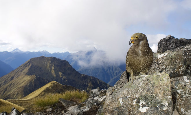 Prima dell'arrivo del Maori, la Nuova Zelanda era popolata solo dagli uccelli e non c'era mammifero terrestre.