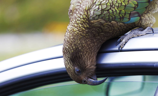 La maggior parte delle specie che abitano il paese sono endemiche e l'unico modo per ammirarle è visitare la Nuova Zelanda. Alcune di queste specie animali non temono l'uomo e sorgono curiose non appena un approccio umano.