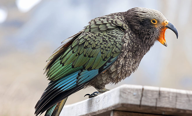 La Kea è l'unico pappagallo montano del mondo, ma è anche l'uccello più intelligente del mondo. Un'intelligenza che è stata misurata scientificamente durante i test in cui il kea doveva riuscire ad aprire tutti i tipi di scatole chiuse da meccanismi più o meno complessi.