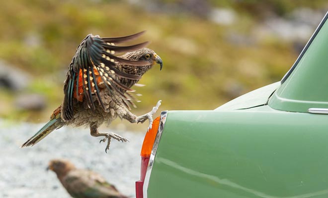 De kea papegaai heeft rubberen afdichtingen. Hij eet ze niet, maar plezier om ze te knuffelen. Dit maakt uw auto een voorkeursdoel.