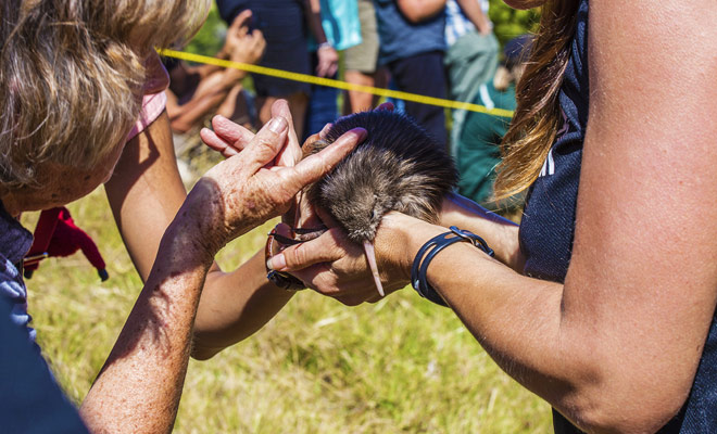 Molte associazioni di volontari assistono Kiwis che sono stati feriti nella foresta o in grado di crescere a causa della morte dei loro genitori. È grazie all'opera di questi volontari che questa specie carina potrebbe essere salvata un giorno.