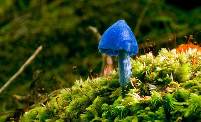 La pigmentazione blu è estremamente rara per i funghi ... I funghi blu di questa specie si trovano solo in Nuova Zelanda e in India.