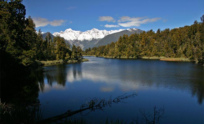 Le gigantesche anguille del lago Matheson si nascondono sotto la superficie, ma si ha una buona probabilità di vederli se si avvicina alla riva.