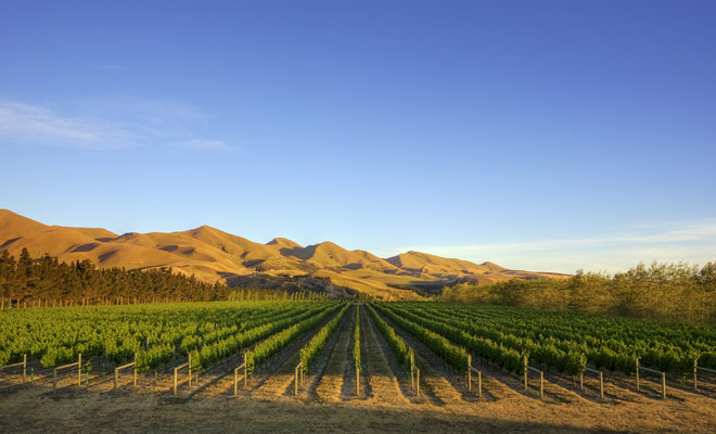 Il Canterbury è una regione con i suoi alti e bassi, e ci sono terre senza sollievo e paesaggi grandiosi. I vigneti sono tra i migliori in questa regione.