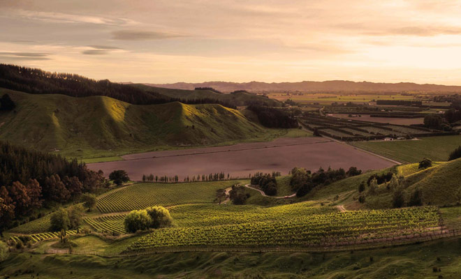 La zona di Gisborne non è la più turistica del paese, ma ha eccellenti vigneti che possono giustificare una deviazione durante il vostro soggiorno.