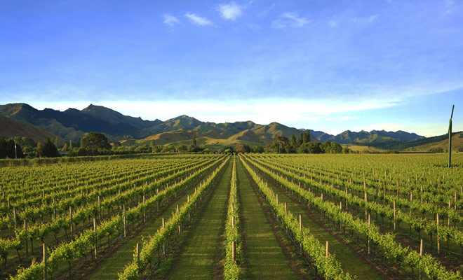 I vigneti di Nelson si trovano tra il Parco Nazionale Abel Tasman e l'altra grande regione vinicola dell'isola del Sud: il Marlborough. Se dovessimo decidere tra queste due regioni, il Nelson avrebbe perso la partita, ma ciò non significa che la sua produzione sia cattiva ... al contrario, è eccellente.