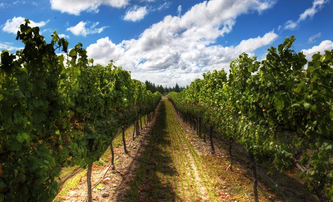 La produzione di Wairarapa è uno dei più piccoli del paese, ma la sua qualità è eccellente e merita di prendere il tempo per provare due o tre vini in una cantina locale.