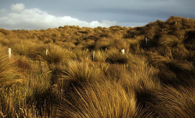 De tussack, een geel gras dat voortdurend door een krachtige wind wordt geveegd, geeft Mason Bay een geweldige charme.