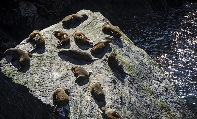 Poco prima di raggiungere il mare di Tasmania è possibile osservare una colonia di guarnizioni di pelliccia che si riscalda sulle rocce.