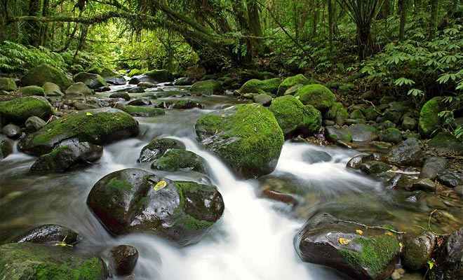 Con una pioggia che raggiunge i 7 metri all'anno, la Fiordland è una delle regioni più umide del pianeta. Moss copre sia gli alberi che le rocce.