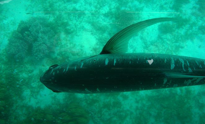 L'osservatorio, situato a una profondità di 10 metri, consente di ammirare la vita acquatica del fiordo. Ci sono anche dei delfini.