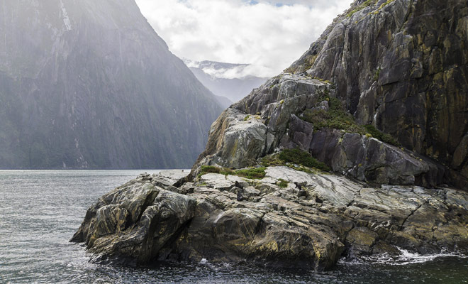 Durante la crociera di Milford Sound, non dimenticate il binocolo e probabilmente avrai la possibilità di osservare la colonia di leoni marini che popolano il fiordo più famoso della Nuova Zelanda.