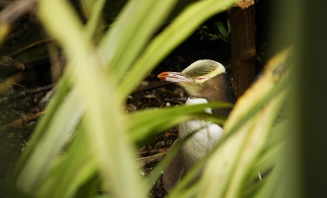 È necessario essere discreti per osservare i pinguini gialli, in modo da non disturbarli. È una specie protetta.