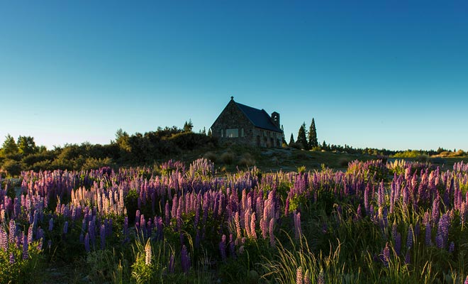 De lupines die in het gebied groeien zijn typisch voor het Mount Cook National Park.