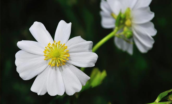 De 300 soorten bloemen in de vallei hebben hun witte bloemblaadjes gemeen. Dit geldt met name voor de lijst van de Mt Cook.