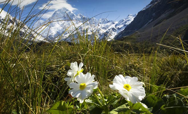 Het ideale seizoen om op de hellingen van Mount Cook te lopen is de lente. De vegetatie is terug en de vallei is bedekt met bloemen.