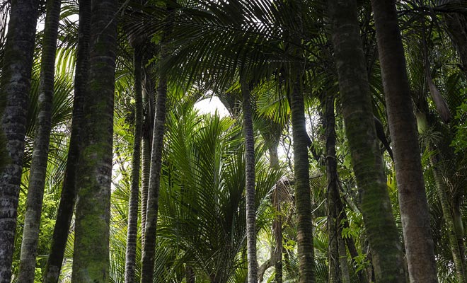 Op zo'n lage breedtegraad kunnen palmbomen niet groeien. Echter, met een microklimaat kan de nikau groeien in het Nationaal Park Paparoa.