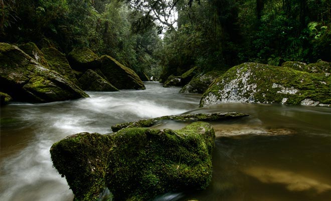 Omdat ze vaak ondoordringbaar en vochtig zijn, zijn de bossen van Fiordland helemaal wild.