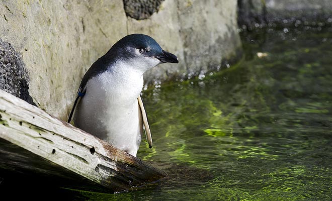 I pinguini blu hanno la particolarità di essere molto timorosi. Devono essere tenute distanze sicure per osservarle.