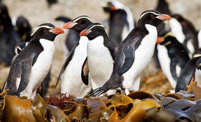 I pinguini trascorrono gran parte della loro giornata sulla spiaggia e si possono osservare facilmente nelle vicinanze di Dunedin.