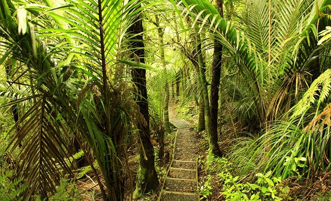 De cascade van Ohau Stream ligt op een paar kilometer van het dorp. Een korte tien minuten wandeling door het bos en je bent aangekomen!