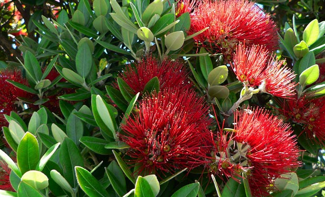 Il pohutukawa deve il suo soprannome di albero di Natale perché è coperto di fiori rossi durante le vacanze della fine dell'anno.