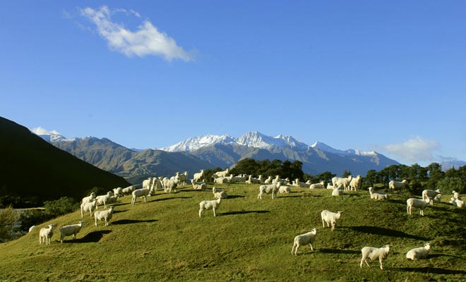 De schapen die in de heuvels van het land leven, zien elke dag duizenden bezoekers.