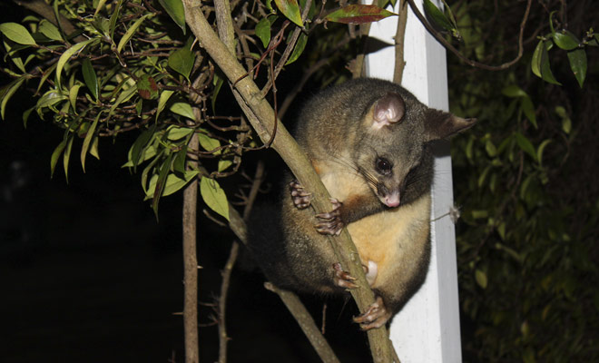 Il possum è più efficace di una motosega quando si tratta di tagliare un albero, perché la vegetazione della Nuova Zelanda è letteralmente devastata da questo piccolo roditore.