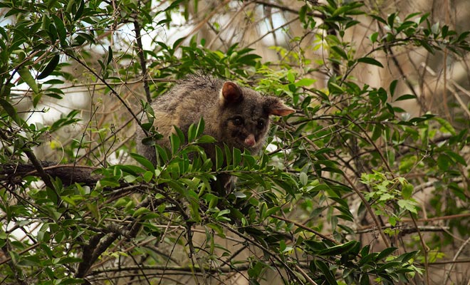 La biosicurezza è stata introdotta per proteggere l'ecosistema del paese da parassiti come il possum.