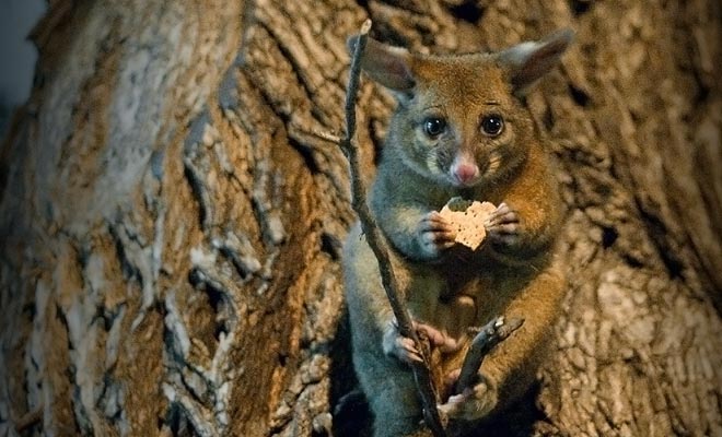 Het is verboden om de possums te voeden. Vertrouw niet op hun verdrietige uitstraling, deze insecten verslinden elke avond planten.