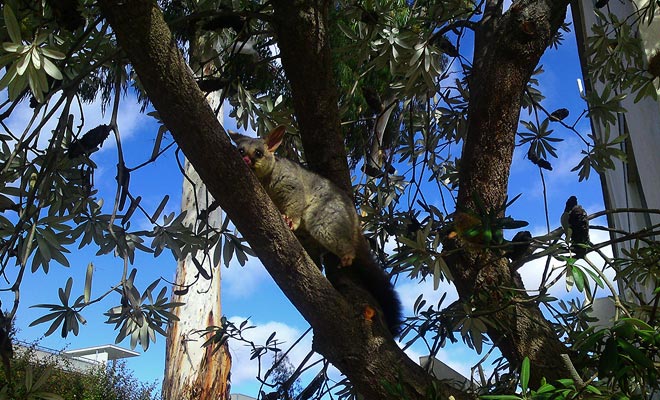 L'oposum è stato introdotto dall'Australia da coloni che hanno scambiato la sua pelliccia, ma in libertà, questa creatura ha immediatamente iniziato a devastare le piantagioni e la vegetazione.