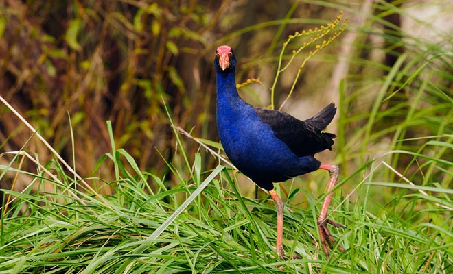 Il pukeko cerca spesso cibo nelle paludi. Probabilmente lo troverai vicino a Lake Matheson.